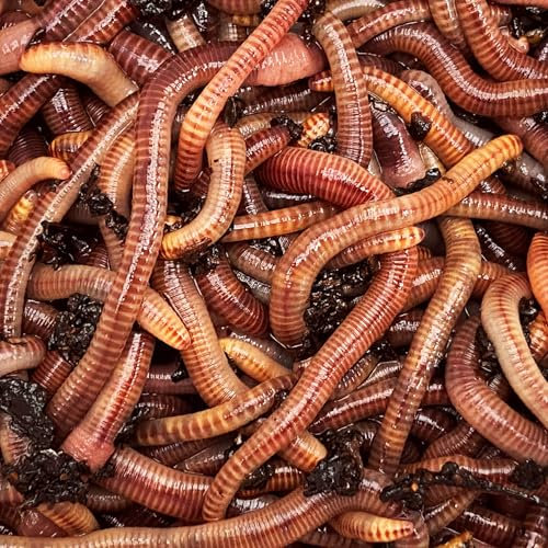 vers de Compost 250 grammes. vers de Terre Vivants Eisenia pour Le compostage. Les vers pour composter Vos biodechets dans Un lombricomposteur ou dans Le composteur de Votre Jardin.