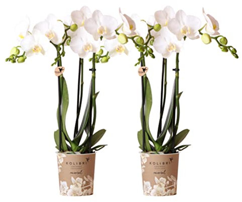 Kolibri Orchids | COMBI DEAL von 2 weißen Phalaenopsis Orchideen - Amabilis - Topfgröße Ø9cm | blühende Zimmerpflanze - frisch vom Züchter