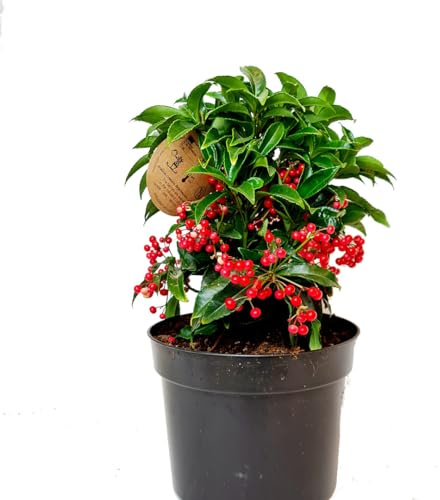 Ardisia Natural el Arbusto de Interior que Destaca en la Temporada Navideña