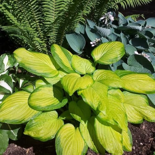 semi di hosta, perenni Hosta plantaginea, acquistare rare semi di selvatici per giardino 300pcs