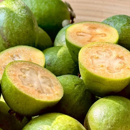 feijoa gartenpflanzen winterhart mehrjährig Acca sellowiana bio obstpflanzen garten säulenobst zwergobstbäume anzucht bonsai balkonpflanzen winterharte kübelpflanzen zimmerpflanzen 80samen