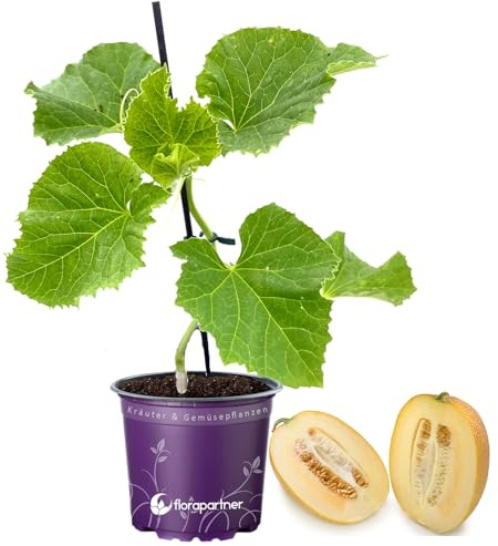 veredelte Zucker-Melone Anasta Melonenpflanze