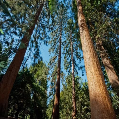 10pcs Green Sequoia Tree Seeds