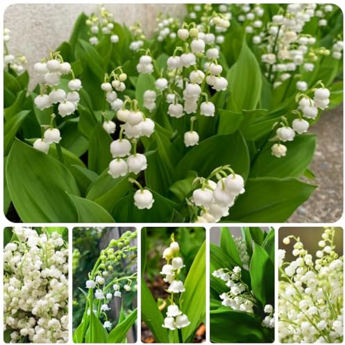 bulbos de lirio de los valles - perennes resistentes temprana primavera jardín 22pcs
