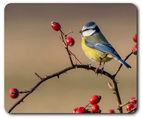 Destination Vinyl Ltd Blue Tit Small Garden Bird Mouse Mat Pad Computer PC Laptop Gaming Office Home Desk Accessory Gadget 3118