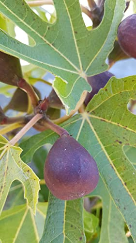 Ficus carica LITTLE MISS FIGGY® 'LMF01' / Figuier nain à fruit noir/Conteneur de 7 à 10 litres/Arbuste Fruitier