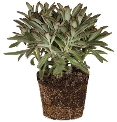 Kalanchoe Tomentosa | DECOALIVE | Cactus y Suculentas | Planta Oso Panda | Planta Natural