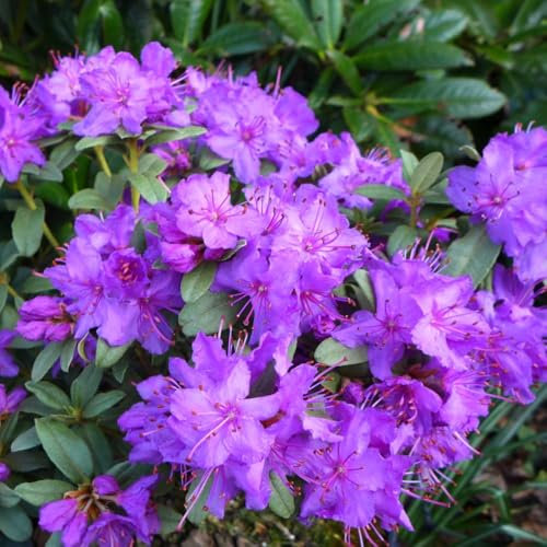 Rhododendron 'Blue Silver' – Dwarf Evergreen Azalea with Mauve Flowers & Silver-Tinged Foliage, Ideal for Patio Pots, Rockeries & Acid Borders - 1x 7 Litre Potted Plants by Thompson & Morgan