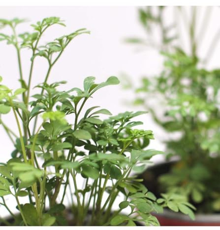 Ruda | DECOALIVE | Planta Viva | Planta Única | Muchas Propiedades