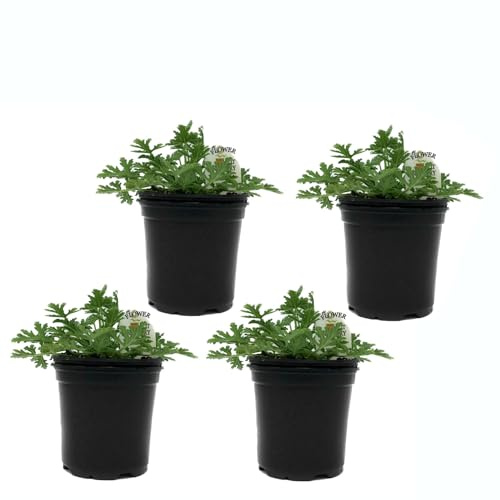 Geranios Citronela - Pack de 4 - Colección Plantas Aromáticas - Pelargonium Citrodorum - Plantas en Maceta