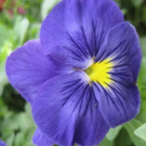 Fresh 100 Pcs Pansy Beautiful Flower semillas para plantar azul:Seeds only