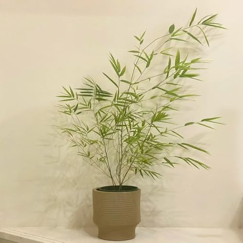 semi di bambù - pianta di bambù piante da balcone giardino piante decorative semi pianta in vaso albero da interno albero bonsai resistenti per il giardino verdi perenni resistenti e 40pcs
