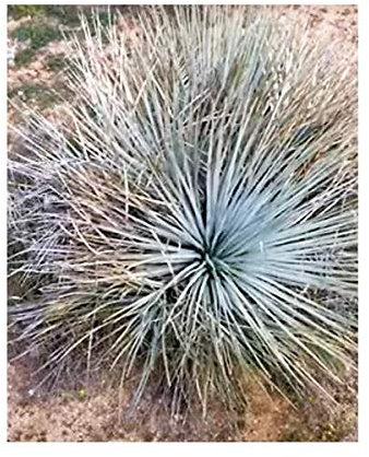 Pcs - 10x Hesperoyucca Whipplei 'Caespitosa' Hines-Yucca Jardin Plantes - Graines ID242 - Seeds & Plants Shop by Ipsa