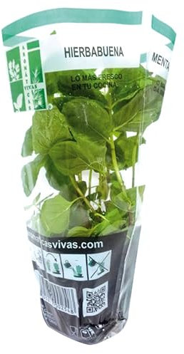 Menta de Jardín Fresca Planta Aromática para Aromatizar tu Espacio