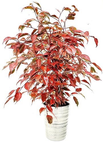 POWERS TO FLOWERS - FICUS BENJAMIN COLOR LIFE ROSSO, IN VASO CERAMICA ARGENTO, pianta vera!!!