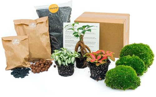 Pack Terrarium Plantes - Ficus Ginseng Bonsaï - Recharge & Pack de démarrage - Bricolage