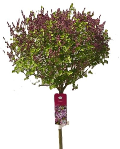 Flieder Duftflieder Syringa meyeri 'Palibin' lila Hochstamm 80-100 cm winterhart Freilandaufzucht