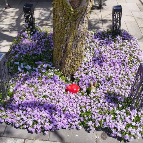 Phlox tappezzante - semi di phlox Decorazioni autunnali per un giardino resistente decorativo di selvatici esotici per l' semi 160semi