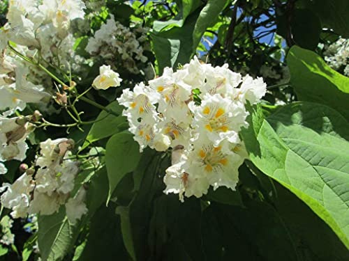 Trompetenbaum Catalpa bignonioides Pflanze 45-50cm Beamtenbaum Bohnenbaum