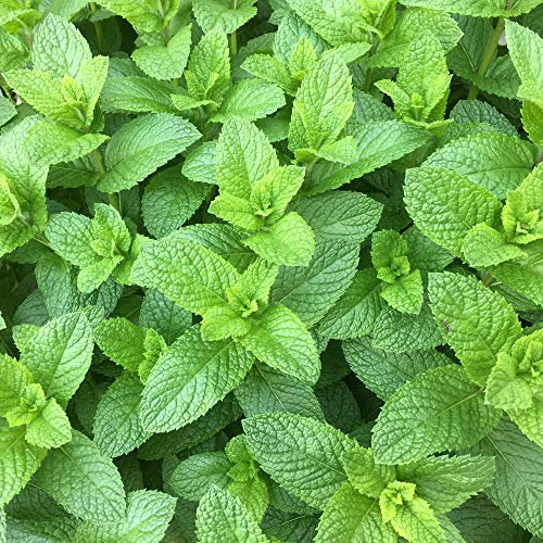 Spearmint - 1200 Seeds + Plant tag + Freebie - Mentha Spicata - Mint Herb Seeds - Indoor Outdoor Dwarf