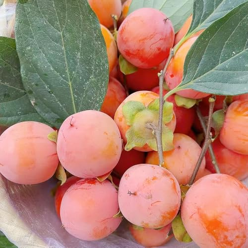 semi di cachi esotiche biologici giardino colonnari rustiche balcone con 150pcs