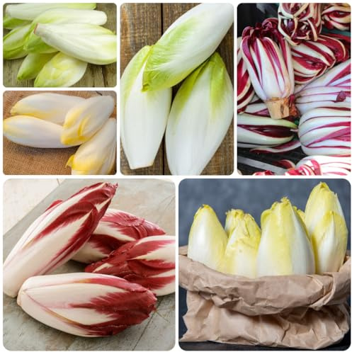 semillas de achicoria resistentes de organicas de achicoria orgánicas, orgánicas, 150pcs