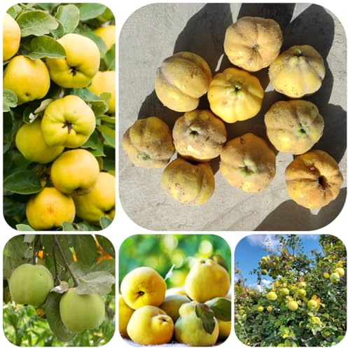 comprar semillas de membrillo, columnares resistentes exóticas jardín de invernaderos balcón huerta raras resistentes 85pcs