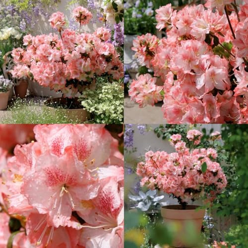 semi di rododendro - azalea - rampicanti rustiche, biologici, balcone di azalee Decorazione da giardino per esterno, balcone 40pcs