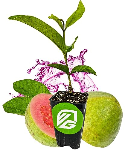 Barbie Pink Guava Tree Live Plant - Psidium guajava by Wellspring Gardens - Tropical Plant Ideal for Gardening and Planting, Fruit Trees Live Plants Outdoor, Grow Delicious Fruit Right at Home