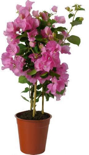 DECOALIVE Planta Veranera o Trinitaria Buganvilla Planta Exterior Natural