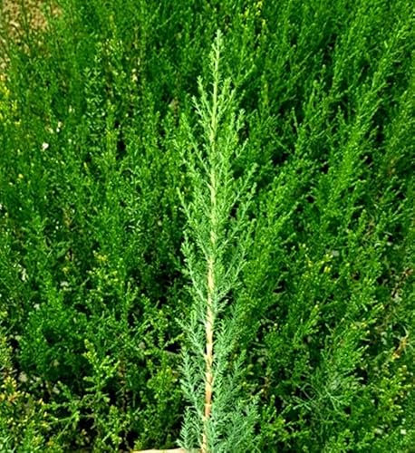 50 Plantas natural de 30-40 cm, cipres cupressus sempervirens para setos, pantalla visual, cortavientos. Segura Garden. Planta setos para crear cercas vivas elegantes.