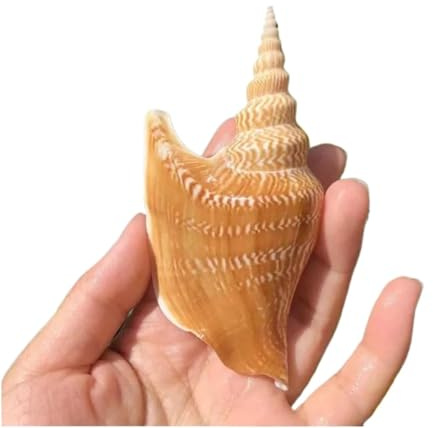 ETUELNOPT Décorations de Coquillages Naturelles, Coquille d'ormeau 8-12 cm for Aquarium, Bricolage Artisanal, décoration de fête Mariage sur la Plage, Cadeau