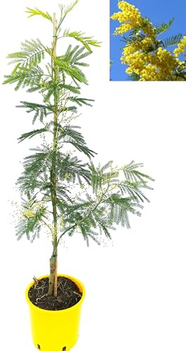 POWERS TO FLOWERS - MIMOSA DA GIARDINO, VARIETA' GAULOIS, altezza 60cm, pianta vera