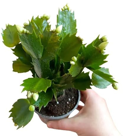 Cactus de Navidad la Planta Que Florece en Navidad
