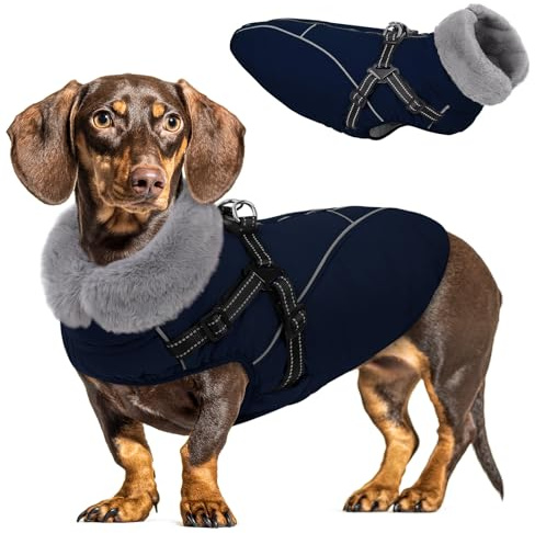 Queenmore XS Hundemantel Wasserdicht mit Geschirr - Reflektierender | Wintermantel Hund für Chihuahua/Pudel/Yorkshire Terrier- 3-Schicht hundejacke kleine Hunde für Kälte (Marineblau, XS)