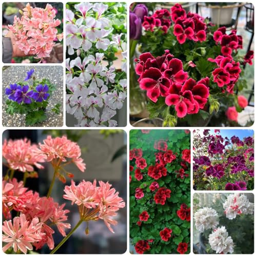 geraniensamen pelargonium kletterpflanzen steingartenpflanzen geranien bio balkon blumendeko hochbeet wohnzimmer deko zierblumen für sonnige plätze wiesensaatgut garten geschenk balkon 500samen