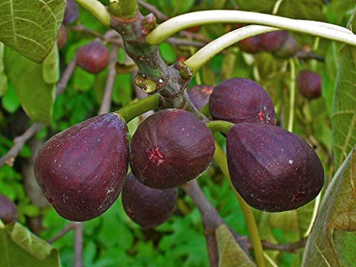 Blaue Pfälzer Fruchtfeige Ficus carica 'Brown Turkey' Pflanze 5-10cm Feigenbaum