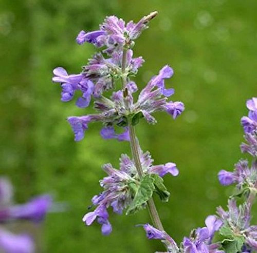 Katzenminze Dropmore - Nepeta faassenii - lebende Gartenpflanze aus den Baumschulen