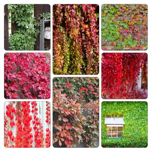 Wilder Wein - grünpflanzen kräutersamen pflanztopf Parthenocissus tricuspidata gartenkräuter dachbegrünung büropflanzen dekopflanzen pflanzenkübel topfpflanzen draußen winterhart 850samen