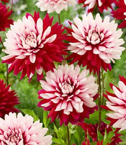 BALDUR Garten 2x Dahlie 'Rebecca's World', Knollen in Größe I, jede Blüte bringt eigenes Farbspiel, lang blühend & ausgefallen, perfekt für Blumensträuße & in Töpfen, mehrjährig, pflegeleicht