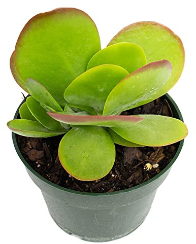 Thyrsiflora Kalanchoe Planta Natural Col del Desierto