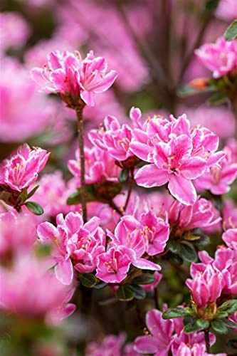 Japanische Azalee Rhododendron obtusum Pink Poetry 40-60 cm winterhart