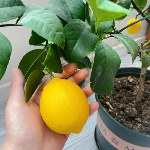 semillas de limonero, interior, limonero raras, interior, orgánicas, variedades antiguas 60pcs