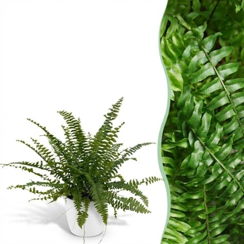 Nephrolepsis exaltata Green Lady - Felce - Pianta adatta agli animali domestici - Verde - 2 piante - con vaso bianco - 25cm - Ø12cm - Pianta d'appartamento - Set completo - Pianta con vaso