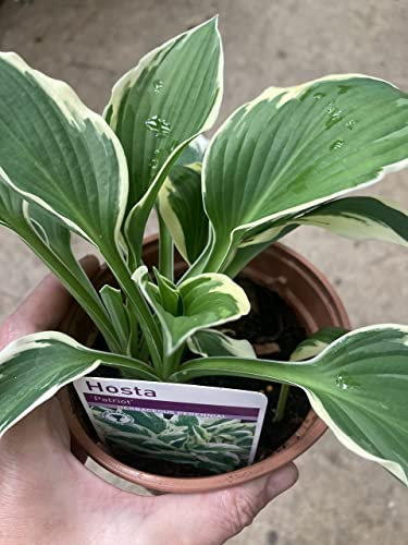 5 Bare Roots of Hosta/Plantain Lily (Patriot) Includes Postage