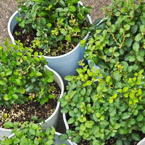 semi di ligustro, resistenti decorative giardinovarietà antiche 300pcs