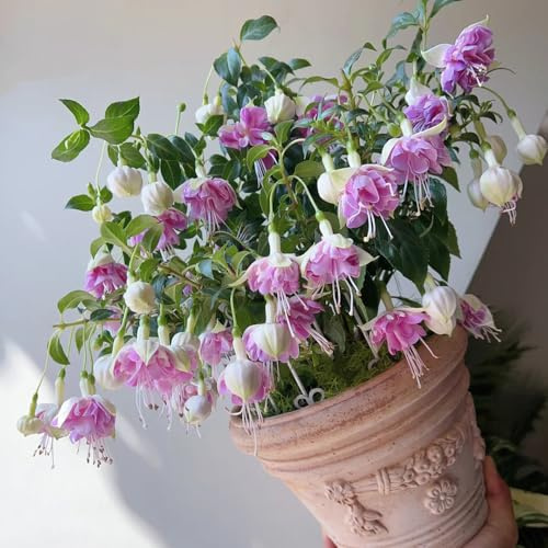 fuchsien hängend - seltene steingarten zimmerbonsai gartenpflanzen balkongarten dekoration wohnzimmer zimmerpflanze winterharte kübelpflanzen garten bodendecker stauden schnittblumen 100samen