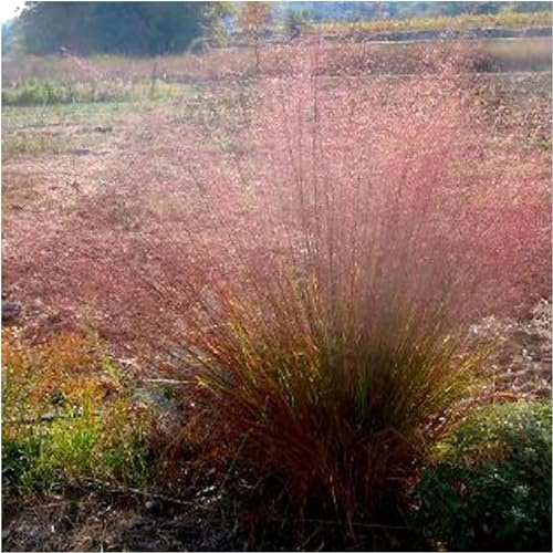 Stauden Gänge 10 x Eragrostis trichodes Rotes Bogen Liebesgras winterhart | Rotes Ziergras für Sonne, Blüte Juli bis Oktober, mehrjährig, 1 L Topf (11x11 cm)
