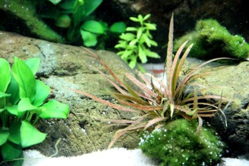 AquaOne Aquarium Pflanze Cryptocoryne albida 'Brown' I Wasserpflanze Aquariumpflanze Rosette voll durchwurzelt einfach pflegeleicht Aquascaping Dekoration