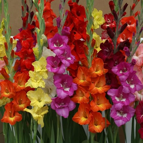 Seltene, Mysteriöse magische Glühbirne, Mehrjährige Blumenzwiebel ist winterhart,Exotisch,Winterhart pflanzen,Blumenzwiebel Mix,Lebende Pflanzen-3 Gladiolen zwiebeln
